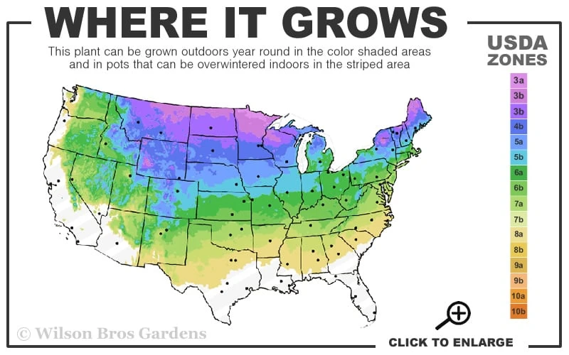 Dwarf Globe Blue Spruce Topiary Tree (Picea Pungens 'Globosa') - 5 Gallon Pot - Image 3