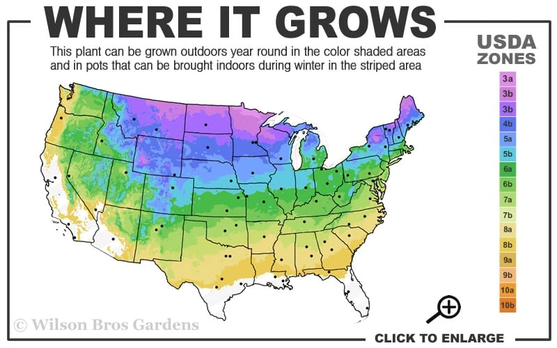 Vercurve Eastern White Pine (Pinus Strobus) - 3 Gallon Pot - Image 3