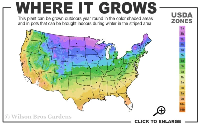 Joe Kozey Japanese Umbrella Pine (Sciadopitys) - 6 Gallon Pot - Image 3