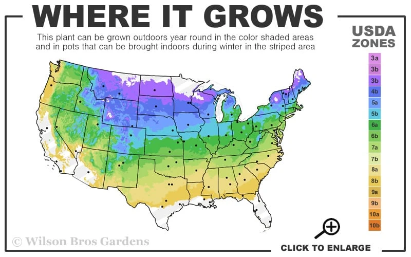 King's Gold Sawara False Cypress - 3 Gallon Pot - Image 3