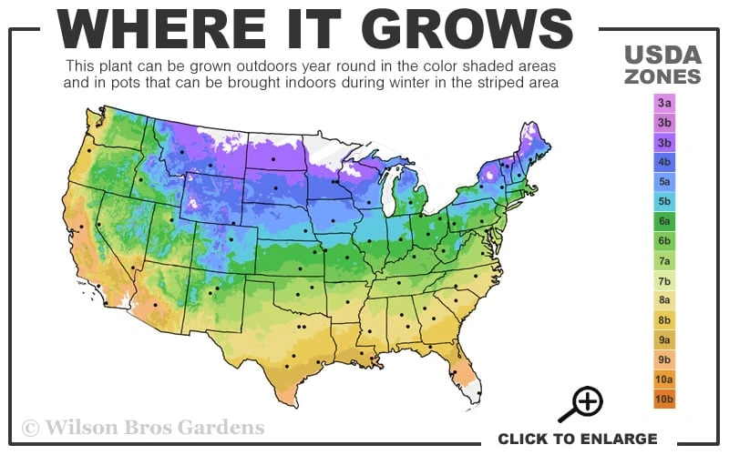 John Clayton Yellow Honeysuckle Vine - 1 Gallon Pot - Image 3