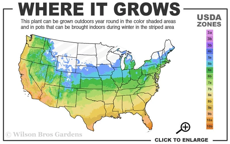 Macon Rivercane Bamboo - Arundinaria Gigantea 'Macon' - 3 Gallon Pot - Image 3