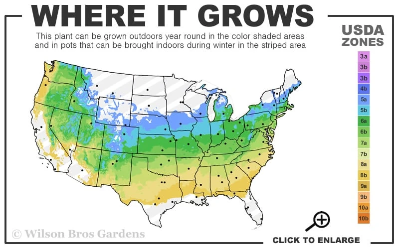 Incense Bamboo (Phyllostachys Atrovaginata) - 3 Gallon Pot - Image 3