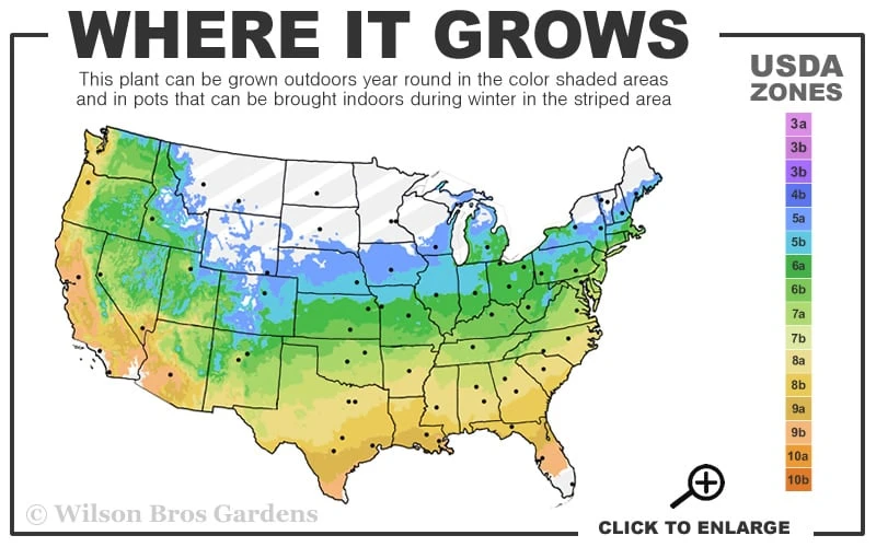 Buddleia Flutterby Petite Blue Heaven Dwarf Butterfly Bush - 6 Pack Of 1 Gallon Pots - Image 3