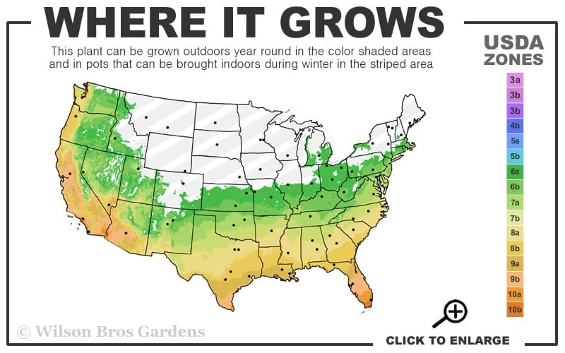 Moso Giant Bamboo (Phyllostachys Edulis 'Moso') - 3 Gallon Pot (2-4') - Image 3