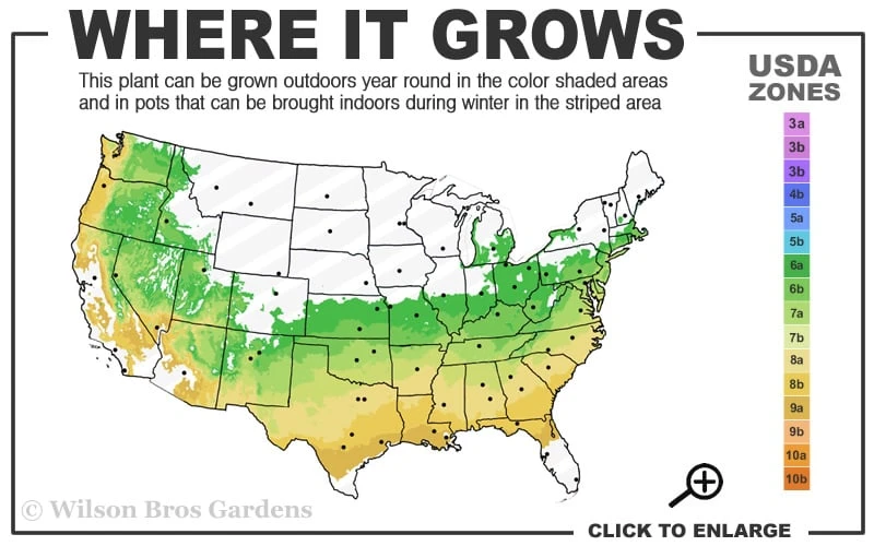 Titan Blueberry - 6 Pack Of 1 Gallon Pots - Image 3