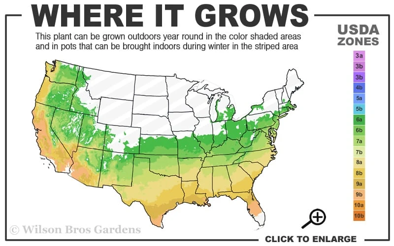 Dragons Head Bamboo - Fargesia Dracocephala 'Rufa' - 1 Gallon Pot - Image 3