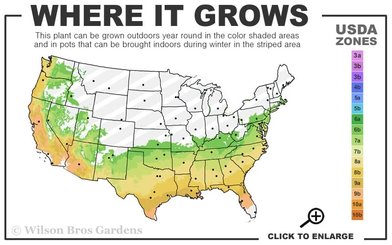 Brightwell Rabbiteye Blueberry - 7 Gallon Pot - Image 3