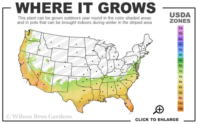 Celeste Fig Tree - 3 Gallon Pot - Image 3