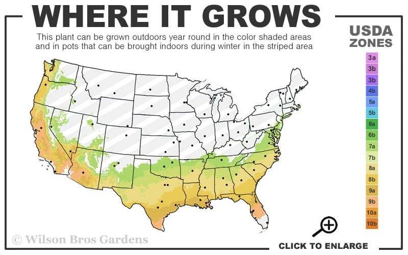 Evergreen Huckleberry (Vaccinium Ovatum) - 1 Gallon Pot - Image 3