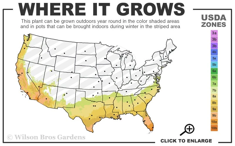 Sonset Hardy Lantana - 1 Gallon Pot - Image 3