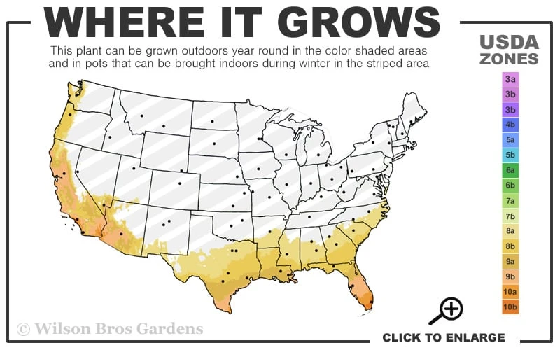 Golden Square Stem Bamboo (Chimonobambusa Quadrangularis 'Suow') - 5 Gallon Pot - Image 3