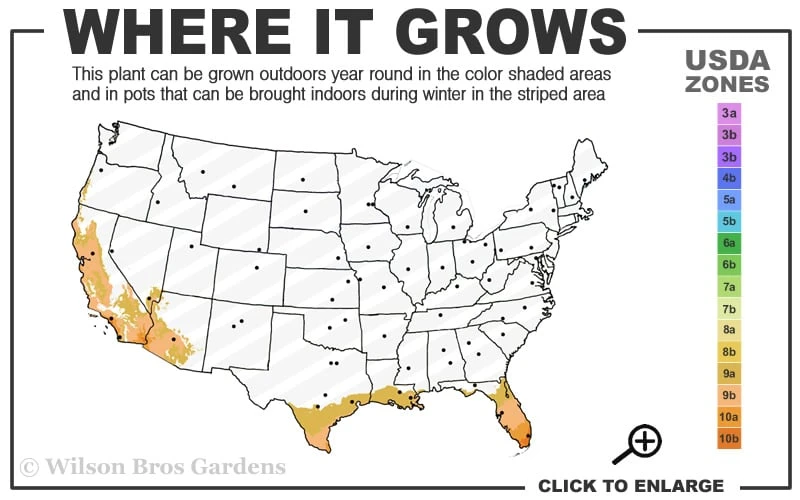 Yellow Butterfly African Iris - Dietes Bicolor - 1 Gallon Pot - Image 3