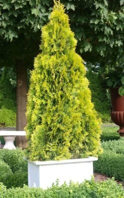 Highlights Arborvitae Thuja Janed Gold - 3 Gallon Pot