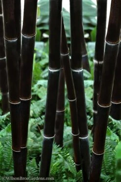 Black Bamboo - Phyllostachys Nigra - 3 Gallon Pot (Single Cane: 2-4')