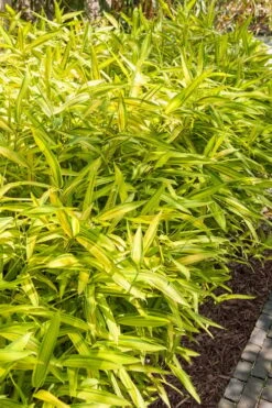 Dwarf Green Stripe Bamboo (Pleioblastus Viridistriatus) - 1 Gallon Pot