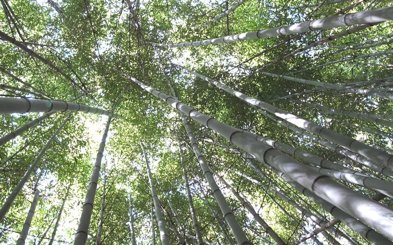 Henon Giant Gray Bamboo - Phyllostachys Nigra 'Henon' - 2 Gallon Pot - Image 5