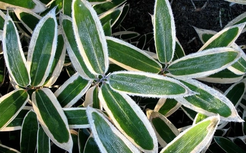 Kuma Zasa Dwarf Bamboo (Sasa Veitchii 'Kuma-Zasa') - 3 Gallon Pot - Image 5
