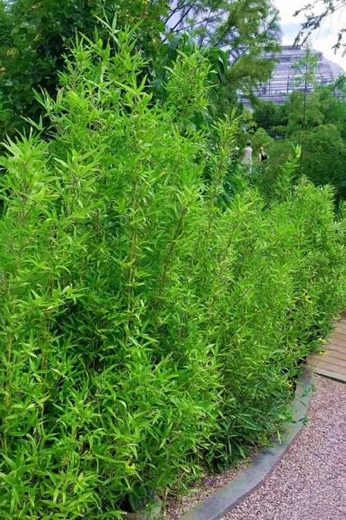 Macon Rivercane Bamboo - Arundinaria Gigantea 'Macon' - 3 Gallon Pot