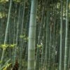 Moso Giant Bamboo (Phyllostachys Edulis 'Moso') - 3 Gallon Pot (4-6')