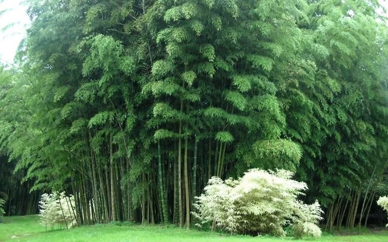 Moso Giant Bamboo (Phyllostachys Edulis 'Moso') - 3 Gallon Pot (2-4') - Image 8