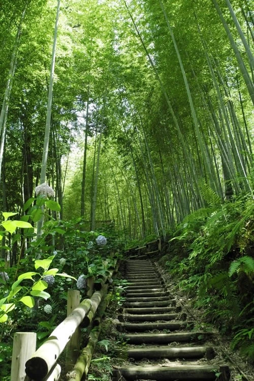 Moso Giant Bamboo (Phyllostachys Edulis 'Moso') - 3 Gallon Pot (2-4') - Image 11