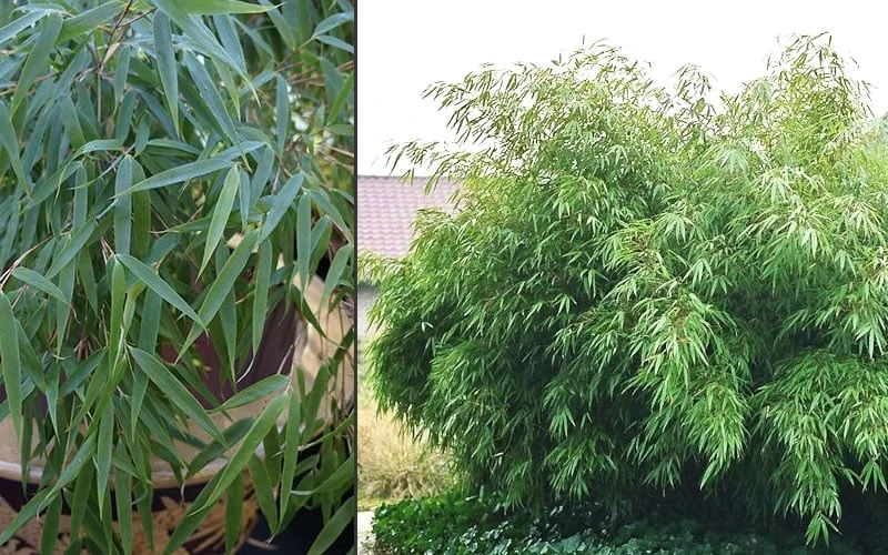 Dragons Head Bamboo - Fargesia Dracocephala 'Rufa' - 1 Gallon Pot - Image 5