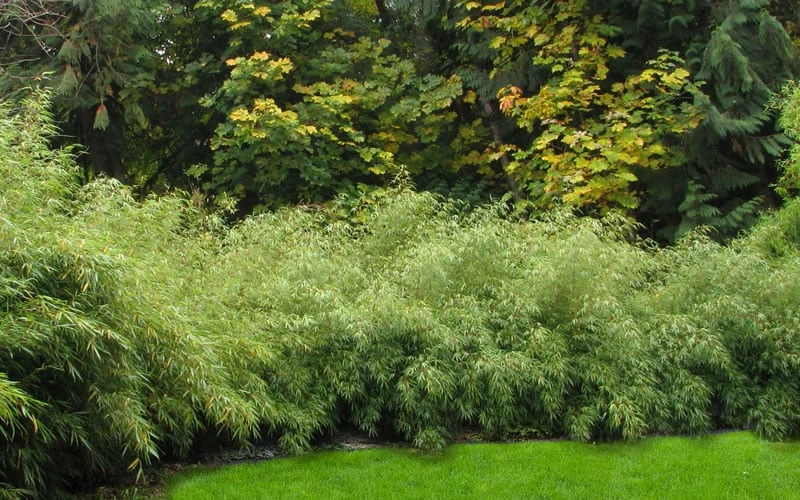 Dragons Head Bamboo - Fargesia Dracocephala 'Rufa' - 1 Gallon Pot - Image 6