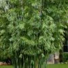 Seabreeze Bamboo - Bambusa Malingensis - 2 Gallon Pot