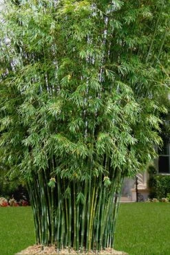 Seabreeze Bamboo - Bambusa Malingensis - 2 Gallon Pot