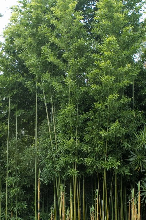 Temple Bamboo (Semiarundinaria Fastuosa) - 3 Gallon Pot (4-6'+) - Image 7