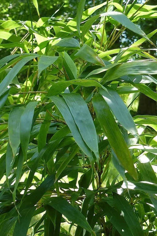 Temple Bamboo (Semiarundinaria Fastuosa) - 3 Gallon Pot (4-6'+) - Image 5