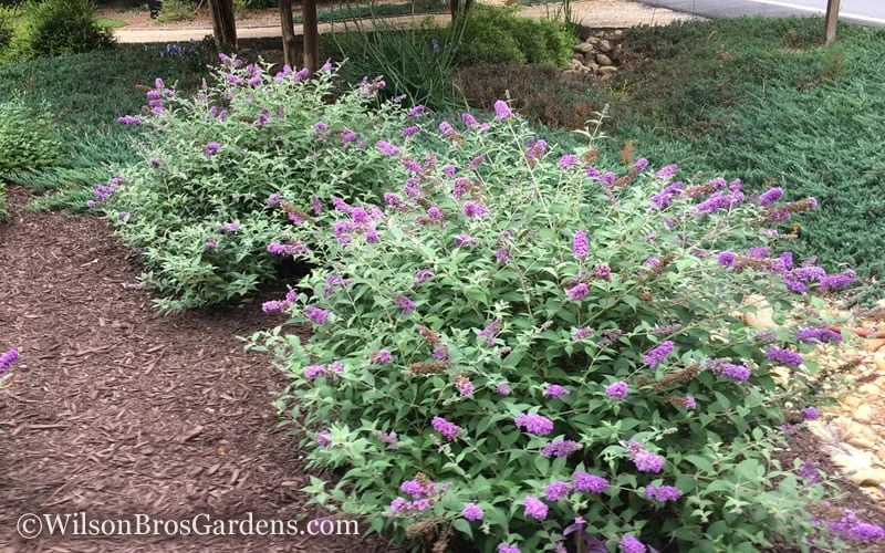 Lo & Behold Blue Chip Dwarf Butterfly Bush - 1 Gallon Pot - Image 5
