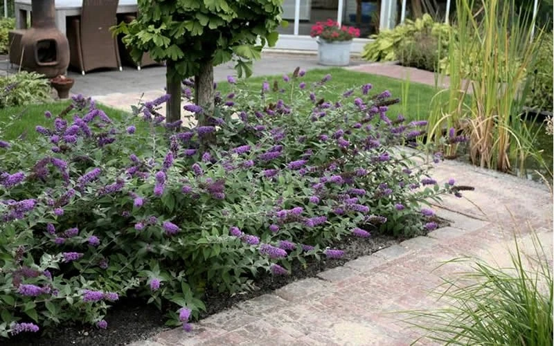Lo & Behold Blue Chip Dwarf Butterfly Bush - 1 Gallon Pot - Image 9