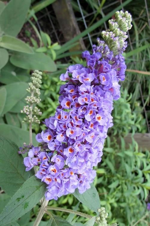 Lo & Behold Blue Chip Dwarf Butterfly Bush - 1 Gallon Pot