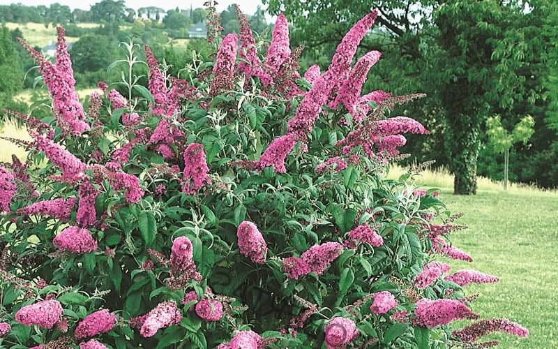 Pink Delight Butterfly Bush - 1 Gallon Pot - Image 6