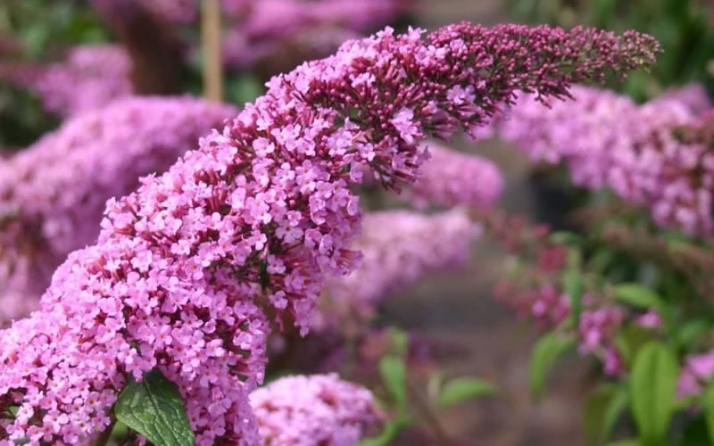 Pink Delight Butterfly Bush - 1 Gallon Pot - Image 5