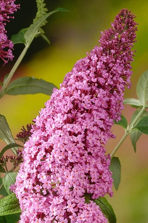Pink Delight Butterfly Bush - 1 Gallon Pot - Image 4