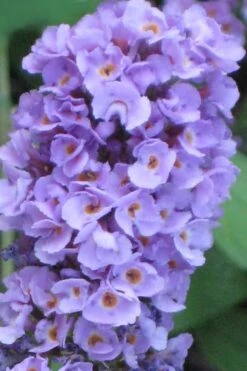 Buddleia Flutterby Petite Blue Heaven Dwarf Butterfly Bush - 3 Gallon Pot