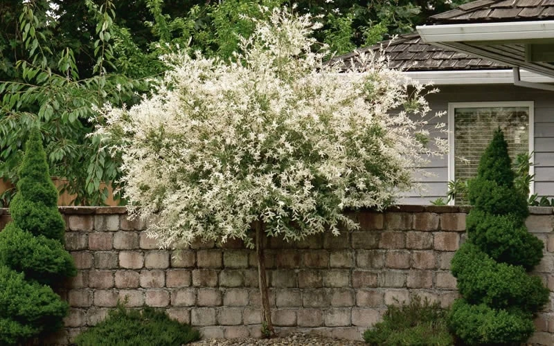 Variegated Dappled Willow Tree - Salix Integra 'Hakuro Nishiki' - 3 Gallon Pot - Tree Form - Image 4