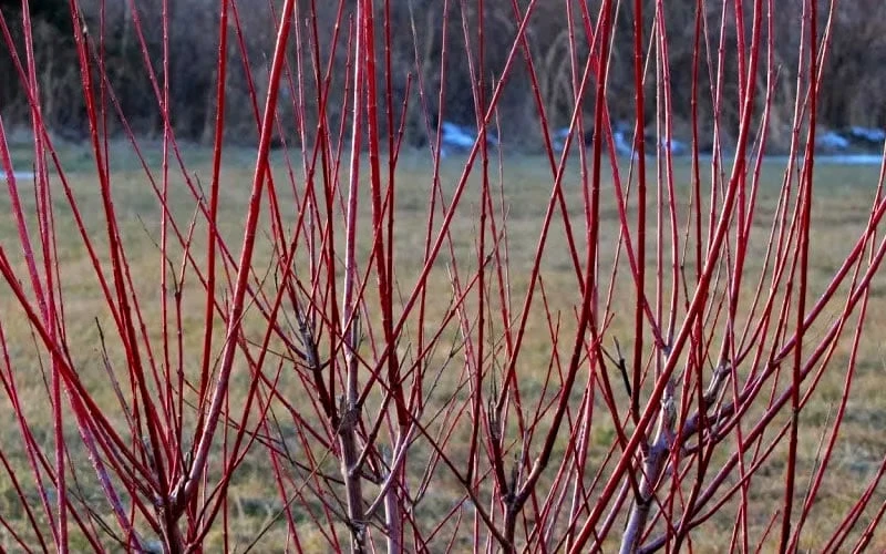 Variegated Dappled Willow Tree - Salix Integra 'Hakuro Nishiki' - 3 Gallon Pot - Tree Form - Image 5