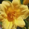 Stella De Oro Daylily - 3 Pack Of Quart Pots
