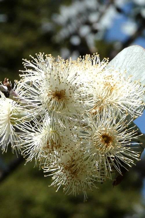 Bluey Cold Hardy Eucalyptus Tree (Eucalyptus Pulverulenta) - 3 Gallon Pot - Image 8