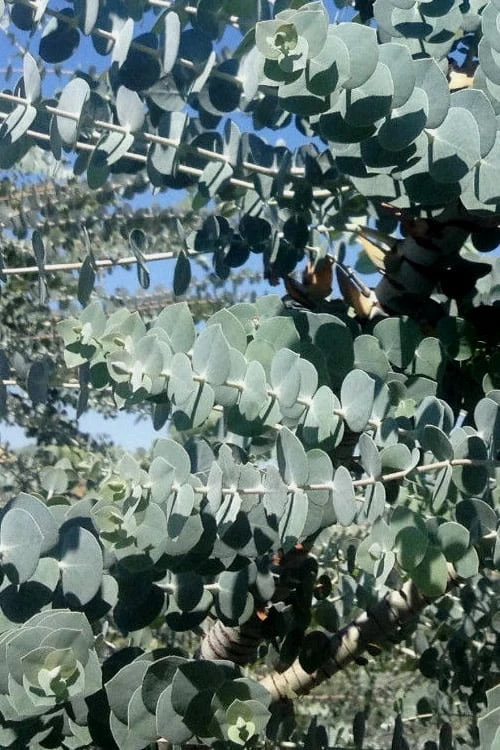 Bluey Cold Hardy Eucalyptus Tree (Eucalyptus Pulverulenta) - 3 Gallon Pot - Image 5