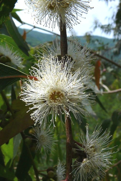 Jersey Girl Cold Hardy Eucalyptus Tree (Eucalyptus Macarthurii) - 3 Gallon Pot - Image 6