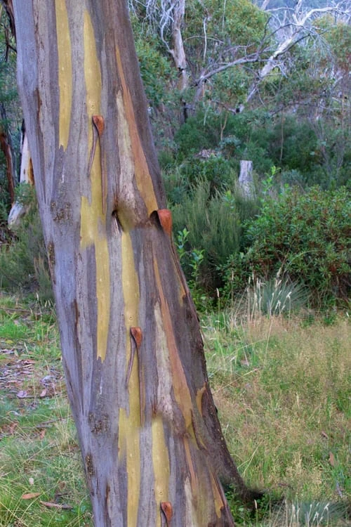 Sheila Cold Hardy Eucalyptus Tree (Eucalyptus Stellulata) - 6 Pack Of 1 Gallon Pots - Image 5