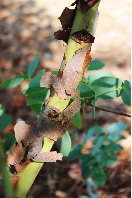 Sheila Cold Hardy Eucalyptus Tree (Eucalyptus Stellulata) - 6 Pack Of 1 Gallon Pots - Image 9