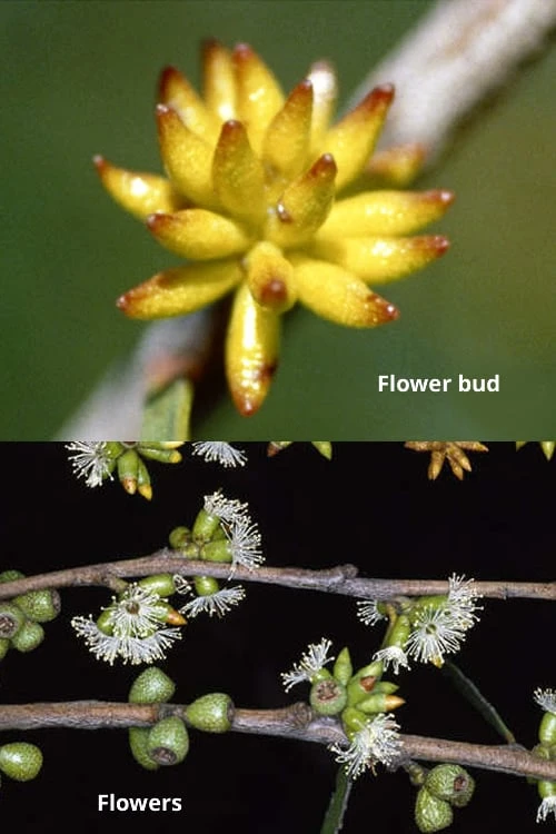 Skinny Minny Hardy Eucalyptus Tree (Eucalyptus Moorei) - 6 Pack Of 1 Gallon Pots - Image 3