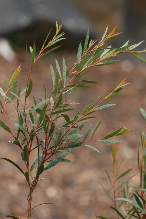 Skinny Minny Hardy Eucalyptus Tree (Eucalyptus Moorei) - 6 Pack Of 1 Gallon Pots - Image 4