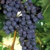 Concord Seedless Grape Vine - 1 Gallon Pot